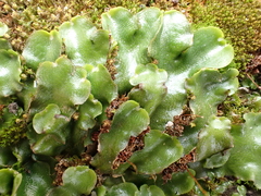 Lunularia cruciata