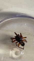 Steatoda nobilis