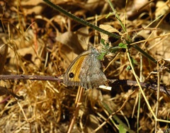 Hyponephele lycaon