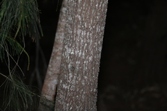 Allocasuarina littoralis