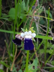 Nemesia barbata