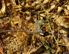 Hyponephele lycaon