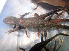 Ichthyosaura alpestris