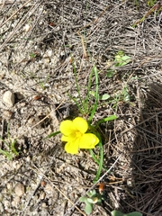 Moraea fugacissima