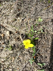 Moraea fugacissima