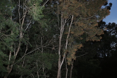 Allocasuarina littoralis