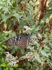 Ideopsis similis