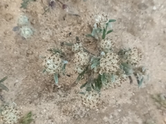 Blennospora drummondii