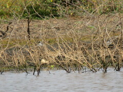 Gallinago hardwickii