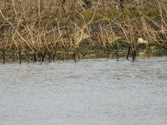 Gallinago hardwickii
