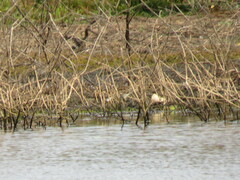 Gallinago hardwickii
