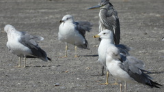 Larus armenicus