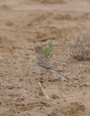 Alaudala heinei
