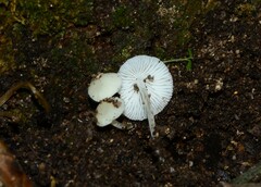 Hemimycena cucullata