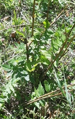 Angiospermae