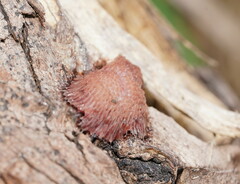 Stemonitis