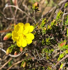 Hibbertia devitata