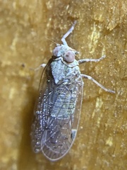 Melanoliarus aridus