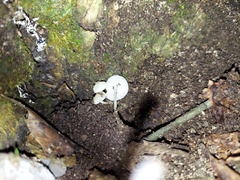 Hemimycena cucullata