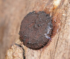 Stemonitis