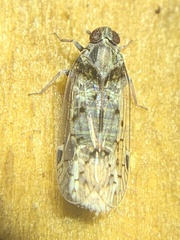Melanoliarus aridus