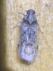 Melanoliarus aridus