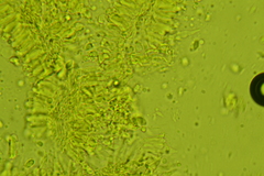 Hemimycena cucullata