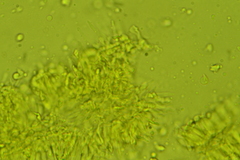 Hemimycena cucullata