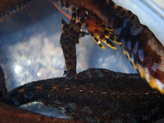 Ichthyosaura alpestris