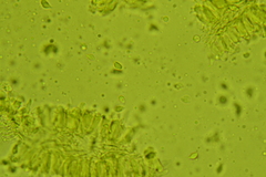 Hemimycena cucullata