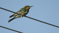Merops persicus