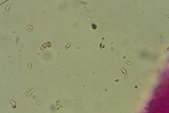 Hemimycena cucullata