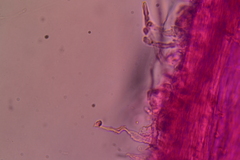 Hemimycena cucullata