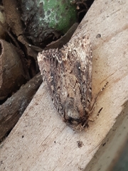 Dasygaster padockina