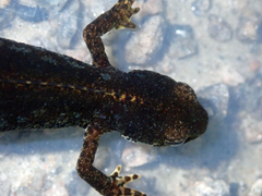 Ichthyosaura alpestris