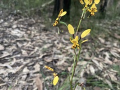 Diuris maculata