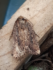 Dasygaster padockina