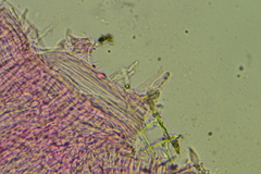 Hemimycena cucullata