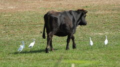 Bubulcus ibis