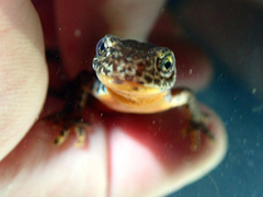 Ichthyosaura alpestris