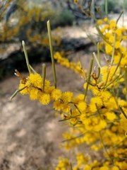 Acacia rigens