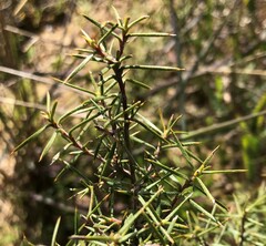 Persoonia juniperina