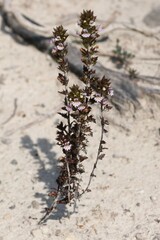 Euphrasia minima