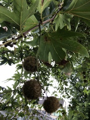 Platanus orientalis