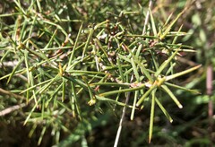 Persoonia juniperina