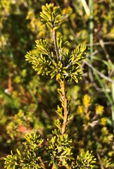 Phyllota pleurandroides