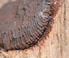Stemonitis