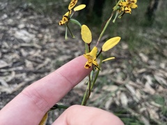 Diuris maculata