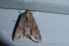 Ichneutica ustistriga