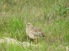 Burhinus capensis capensis